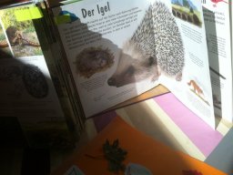 51_igel