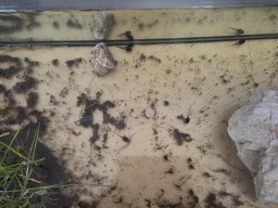 03_laich_zum_frosch