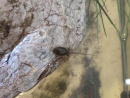 05_laich_zum_frosch