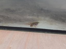 06_laich_zum_frosch